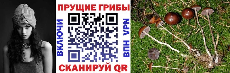 Псилоцибиновые грибы MAGIC MUSHROOMS  Купить  Барабинск 